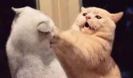 娱乐吃瓜君和猫,揭秘娱乐圈的萌宠趣事