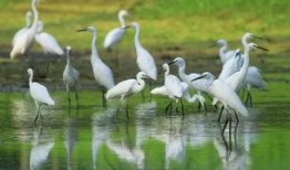 爱豆吃瓜娱乐白鹭,白鹭带你揭秘娱乐圈幕后故事