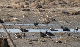 娱乐吃瓜遛鸟大师是谁啊,网络红人的传奇故事