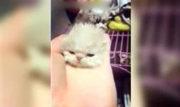 呆妹娱乐吃瓜视频大全免费观看