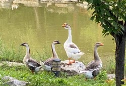 爱豆吃瓜娱乐白鹭,白鹭带你揭秘娱乐圈幕后故事