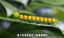 娱乐吃瓜酱毛毛虫