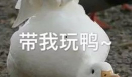 娱乐吃瓜酱鸭鸭视频下载,揭秘热门视频下载攻略