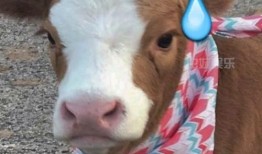 娱乐吃瓜酱驴叫,揭秘娱乐圈那些鲜为人知的幕后故事