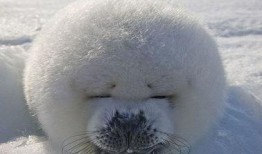 娱乐吃瓜君海豹,揭秘娱乐圈幕后故事