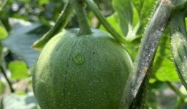 娱乐瓜吃瓜,明星们的幕后故事与甜蜜瓜料