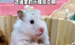 娱乐吃瓜酱鼠鼠