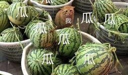 娱乐吃瓜头像高清图