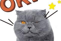 娱乐吃瓜君和猫,揭秘娱乐圈的萌宠趣事