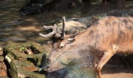 小鹿吃瓜娱乐,揭秘娱乐圈幕后趣闻