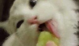 吃瓜少女猫娱乐,揭秘娱乐圈幕后故事