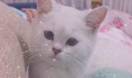 娱乐吃瓜酱讲小鱼,小鱼背后的故事与真相