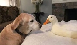 娱乐吃瓜酱鸭鸭视频下载,揭秘热门视频下载攻略