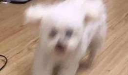 娱乐圈吃瓜小狗是谁啊,揭秘神秘“吃瓜群众”身份