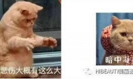 吃瓜娱乐赵小瞒鱼界显眼包,吃瓜娱乐界的焦点人物