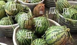 吃瓜娱乐头像,揭秘吃瓜娱乐头像背后的趣味世界