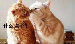 娱乐吃瓜酱小猫被薅起来,薅猫事件背后的真相