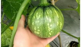 48dy8w娱乐吃瓜,揭秘吃瓜群众的狂欢盛宴