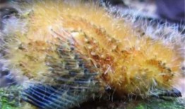 娱乐吃瓜酱毛毛虫