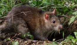 娱乐吃瓜酱鼠鼠