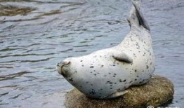 娱乐吃瓜君海豹,揭秘娱乐圈幕后故事