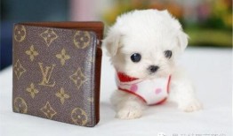 娱乐吃瓜酱千狗,揭秘娱乐圈背后的那些事儿